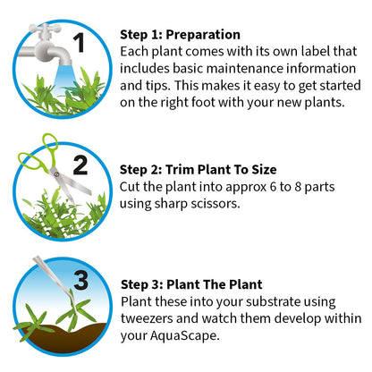 Easy Grow Ludwigia Inclinata Cuba