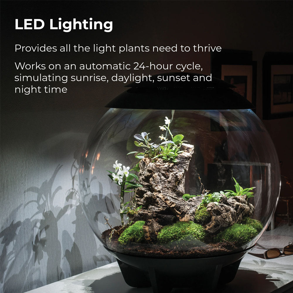 Air 60 Terrarium - White