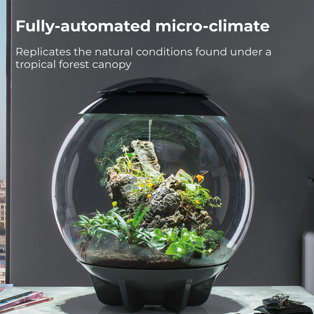 Air 60 Terrarium - White