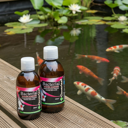 Bacterial Water Answer