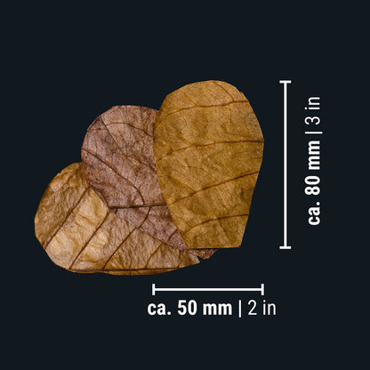 Dennerle Nano Catappa Leaves (12pk)