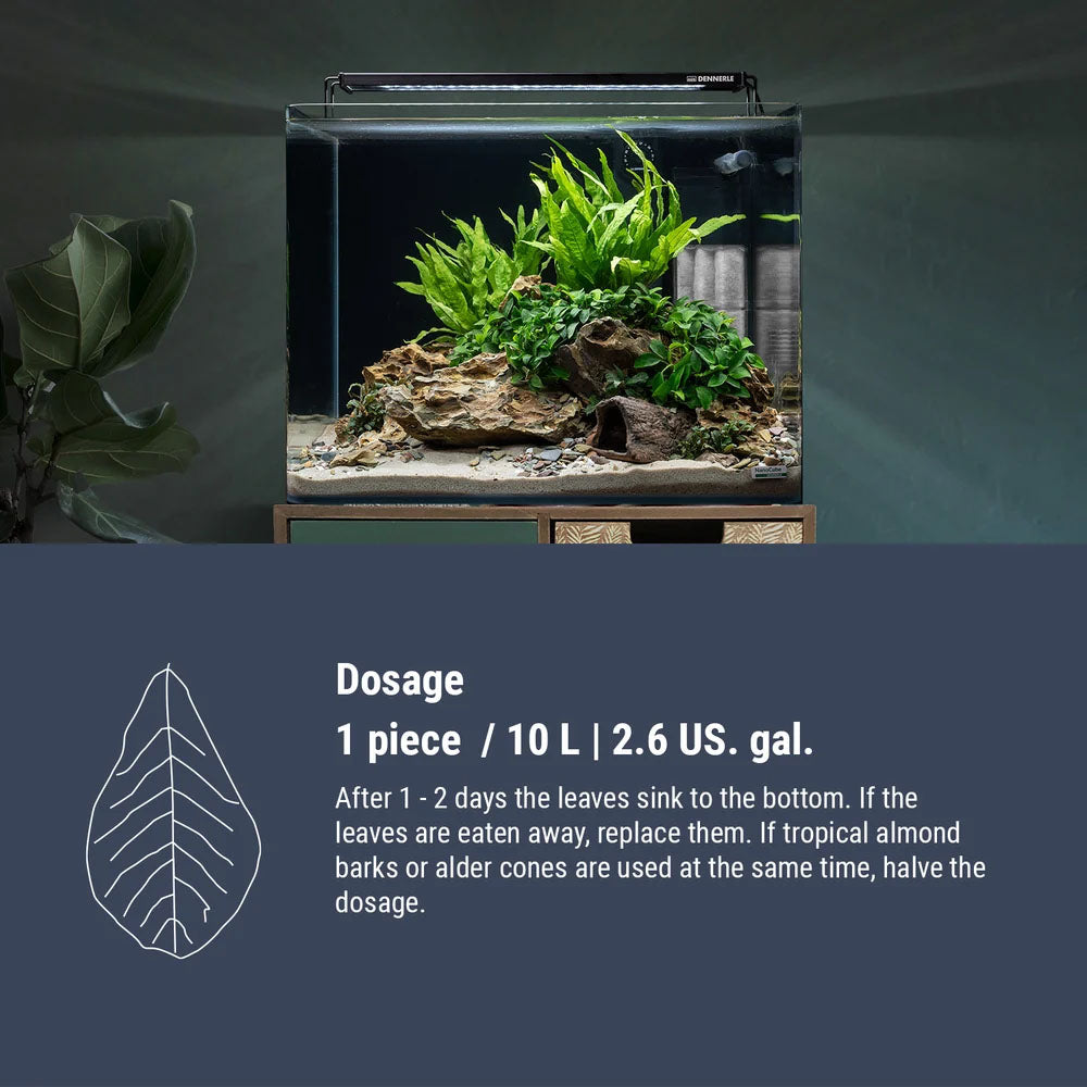 Nano Catappa Leaves (12pk)