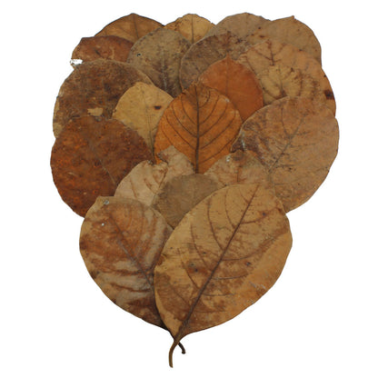 Jack Leaves (20pk)