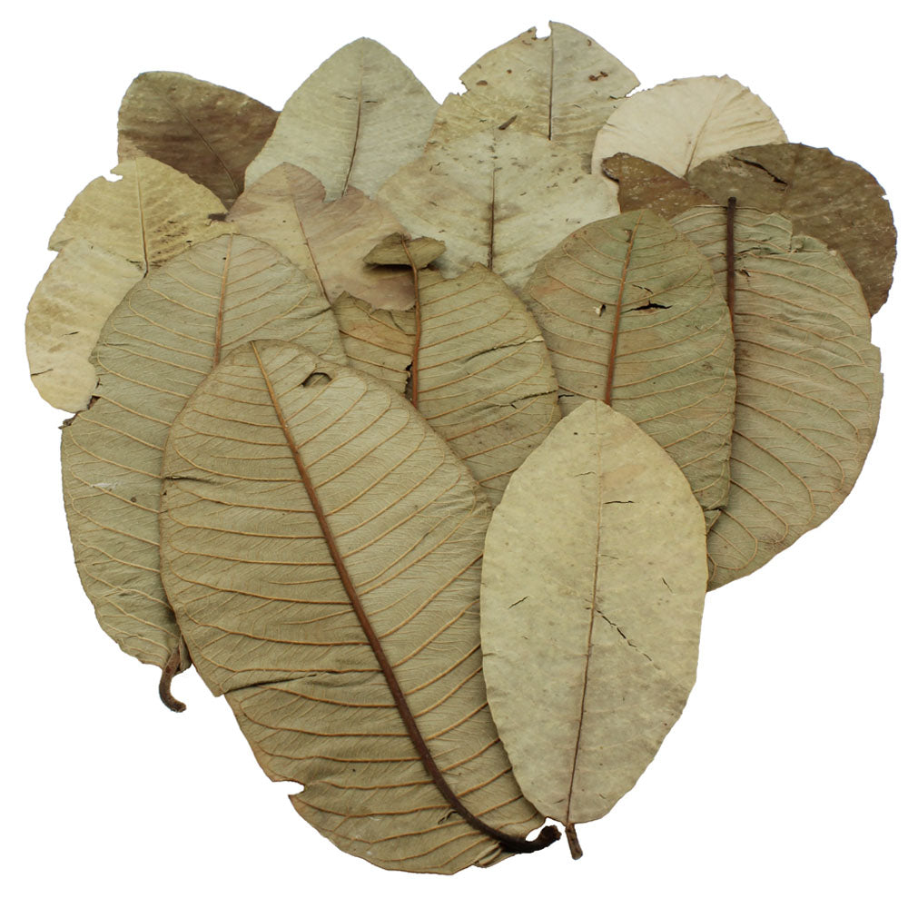 Guava Leaves (15pk)
