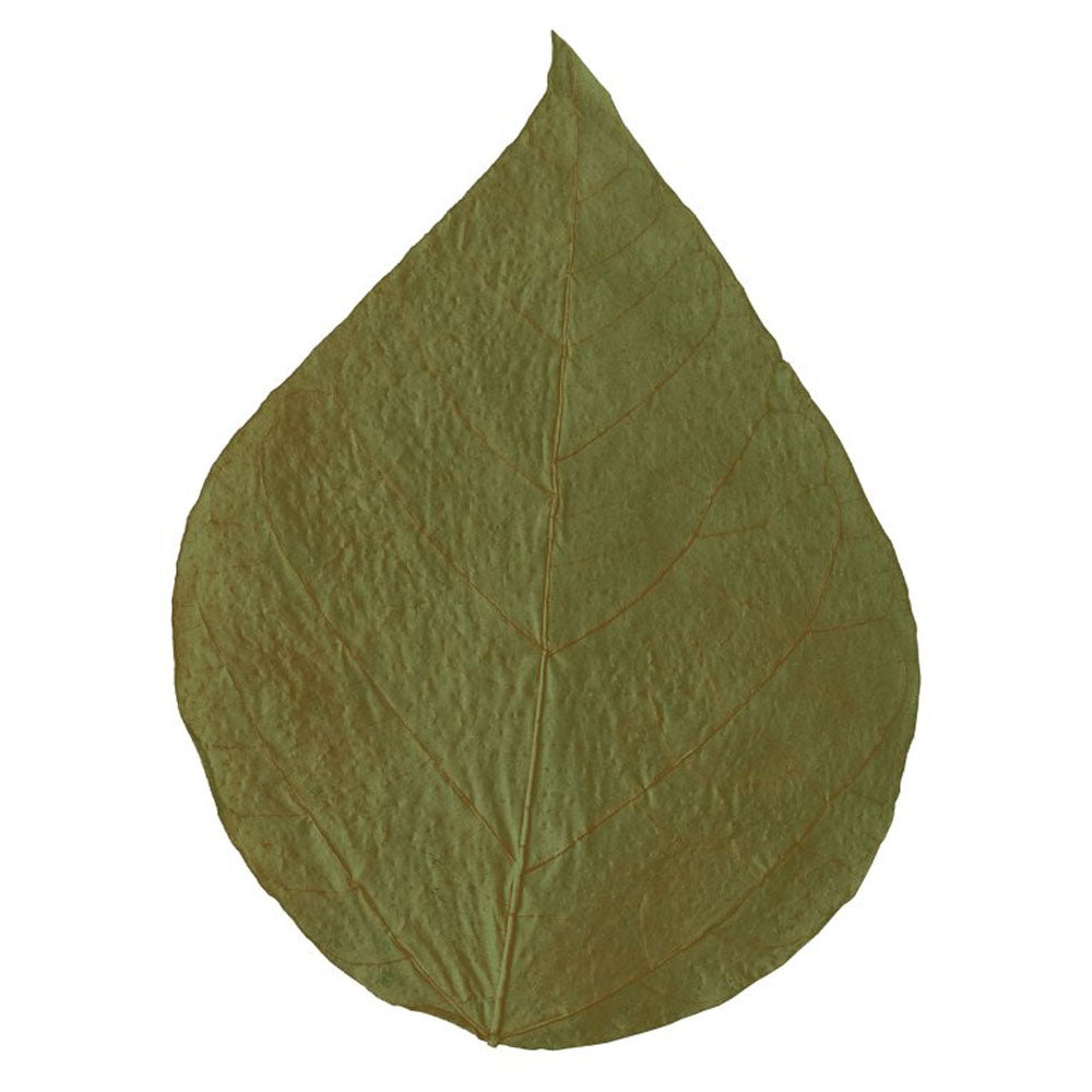 Dennerle Shrimp King Dadap Leaves (10pk)