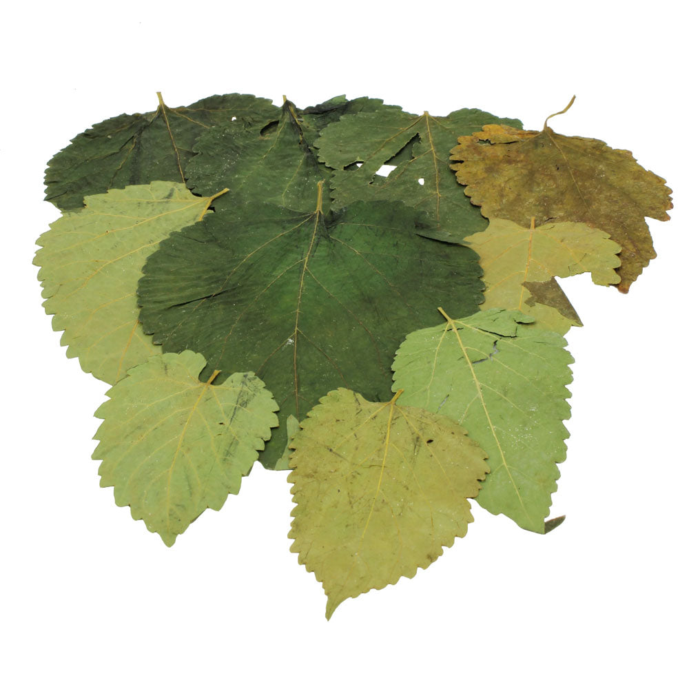Mulberry Leaves (10pk)