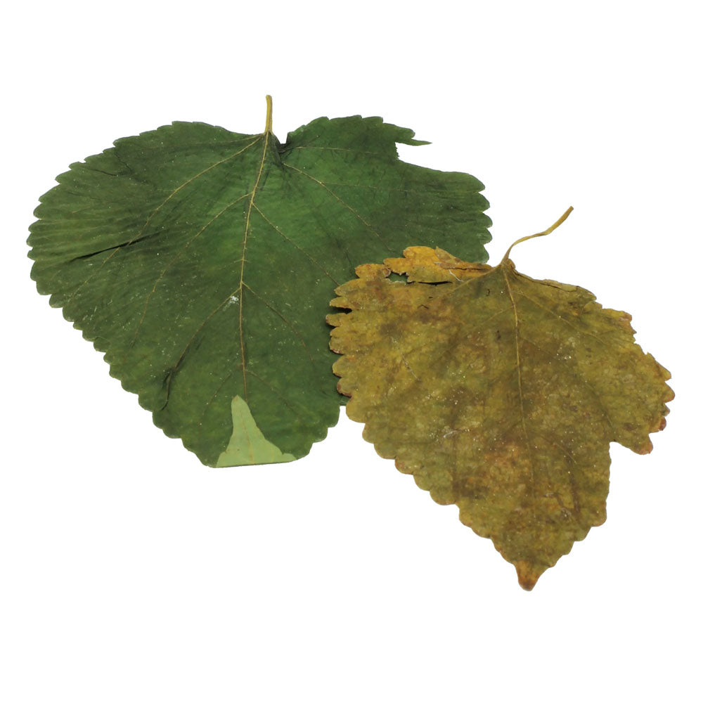 Mulberry Leaves (10pk)