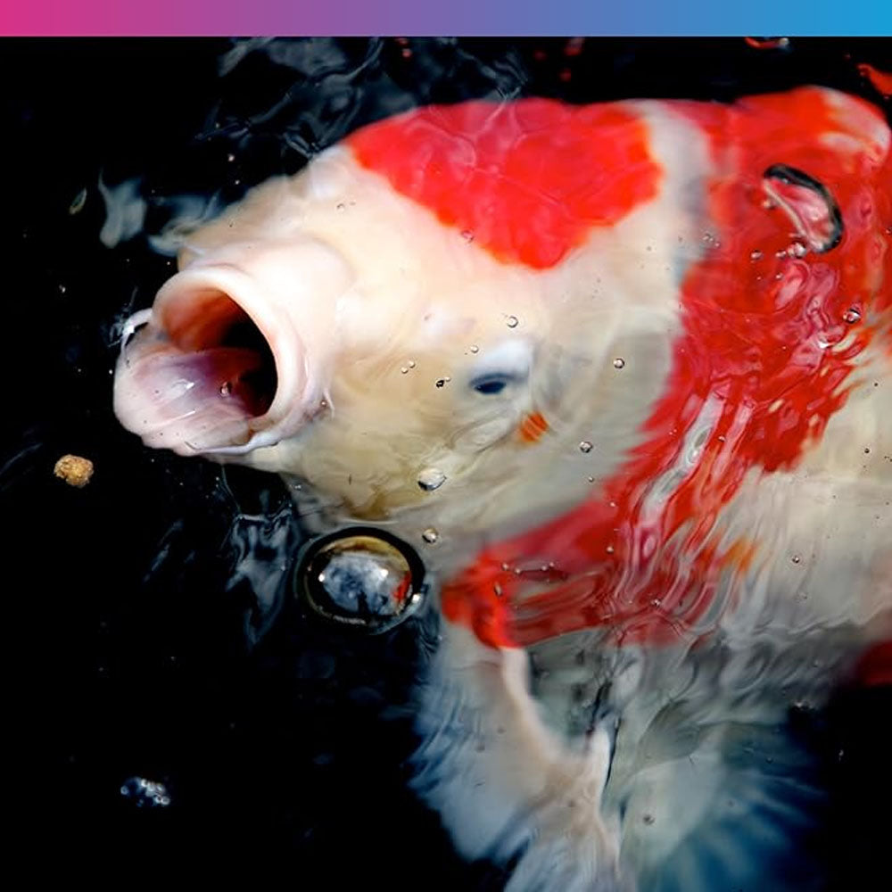 Medikoi Probiotic Wheatgerm With Garlic