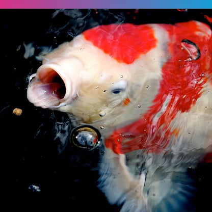 Medikoi Probiotic Wheatgerm With Garlic