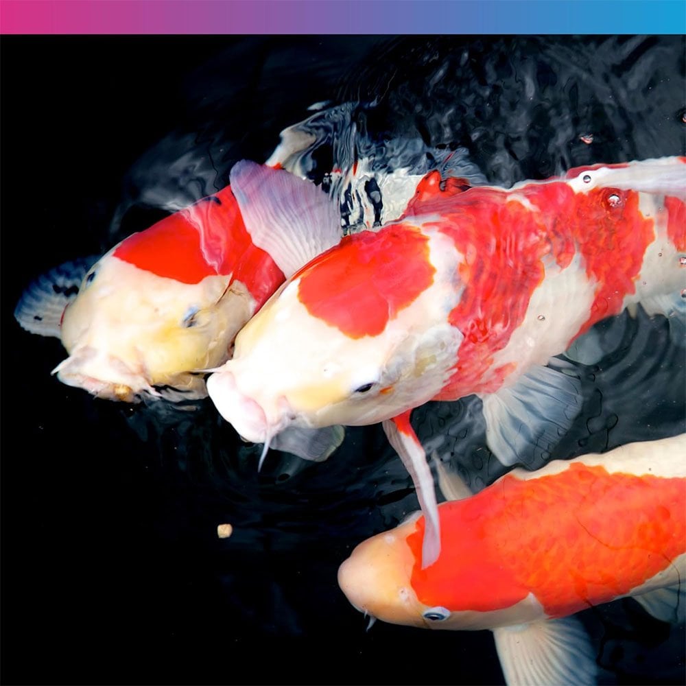 Medikoi Wheatgerm With Garlic