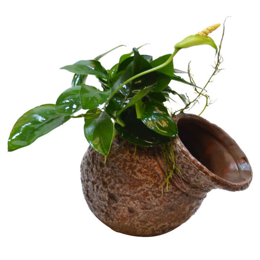 Deco Pot With Anubias