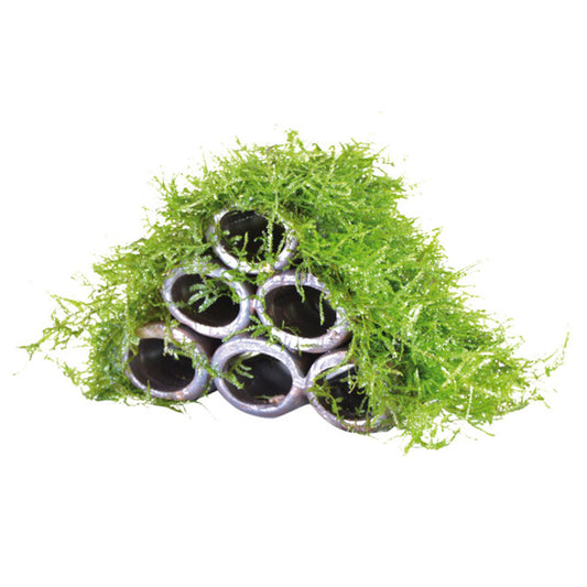 Deco Shrimp Tubes With Moss