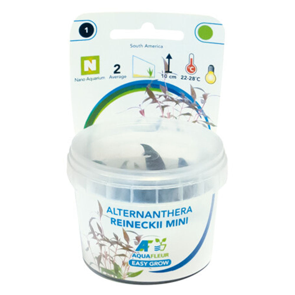 AquaFleur Easy Grow Alternanthera Reineckii Mini