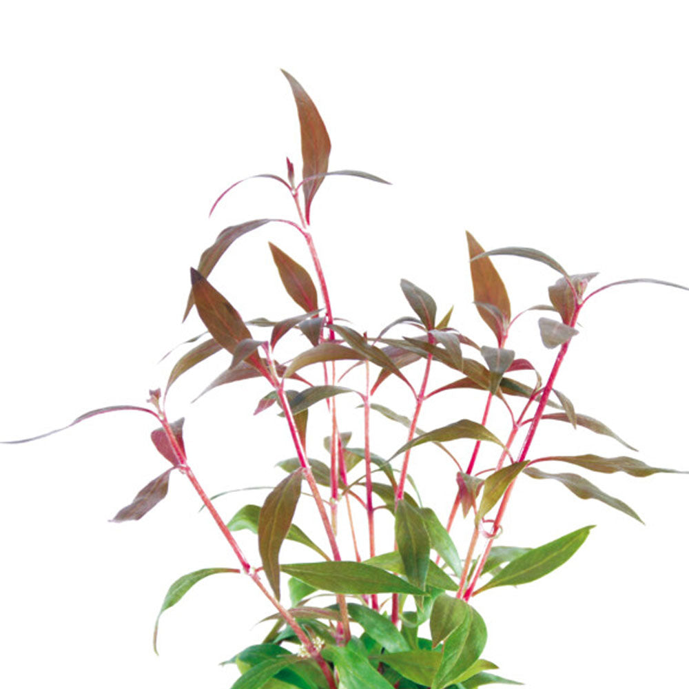 AquaFleur Easy Grow Alternanthera Reineckii Mini