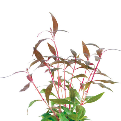 AquaFleur Easy Grow Alternanthera Reineckii Mini