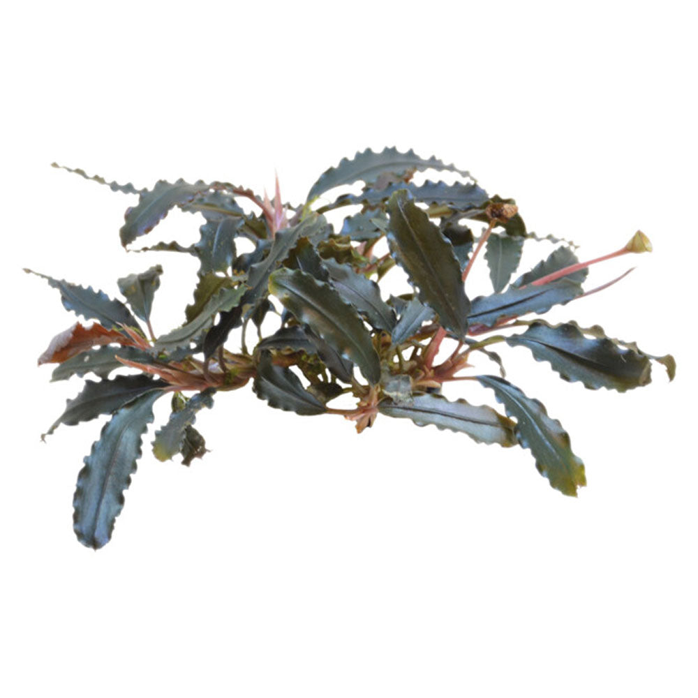 AquaFleur Easy Grow Bucephalandra Biblis