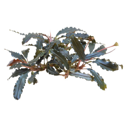 AquaFleur Easy Grow Bucephalandra Biblis
