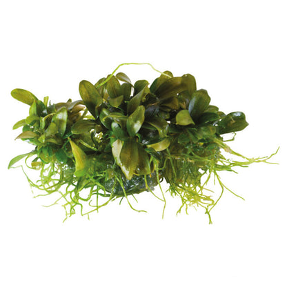 Easy Grow Bucephalandra Serimbu Brown