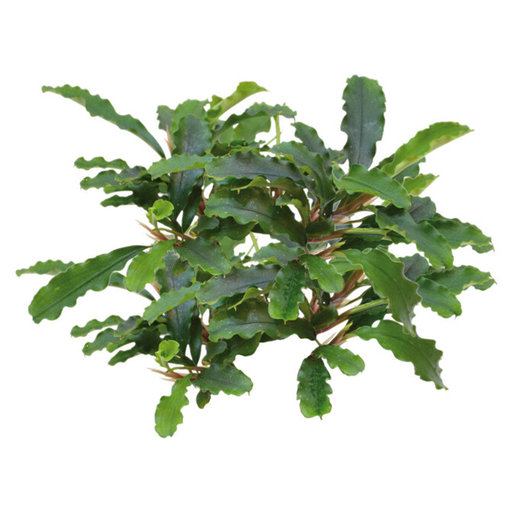 Easy Grow Bucephalandra Green Velvet