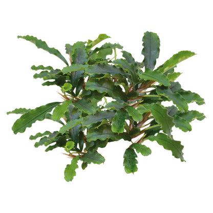 Easy Grow Bucephalandra Green Velvet