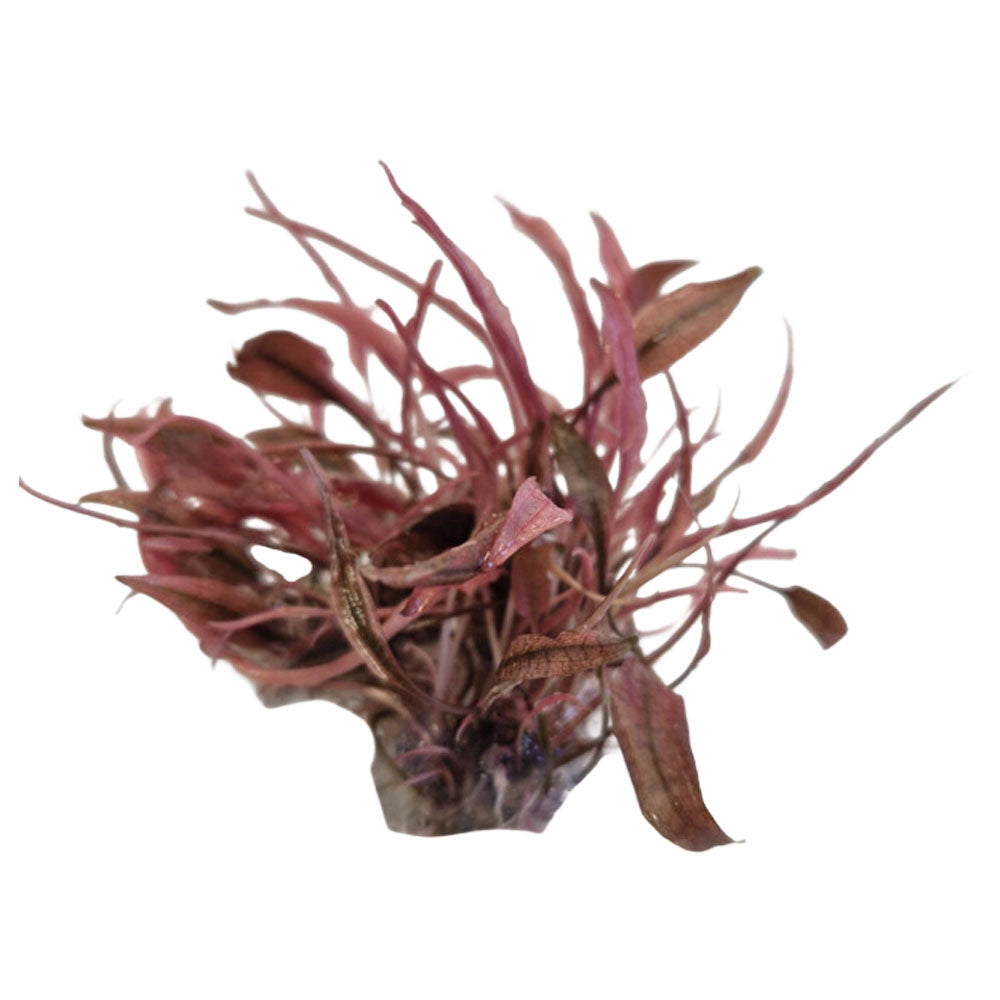 Easy Grow Cryptocoryne Flamingo