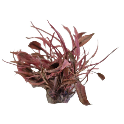 Easy Grow Cryptocoryne Flamingo