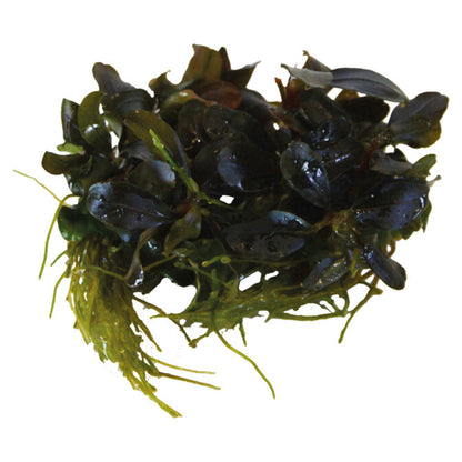 Easy Grow Cryptocoryne Spiralis Tiger