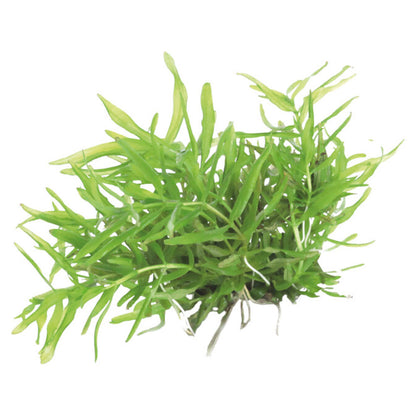 Easy Grow Didiplis Diandra