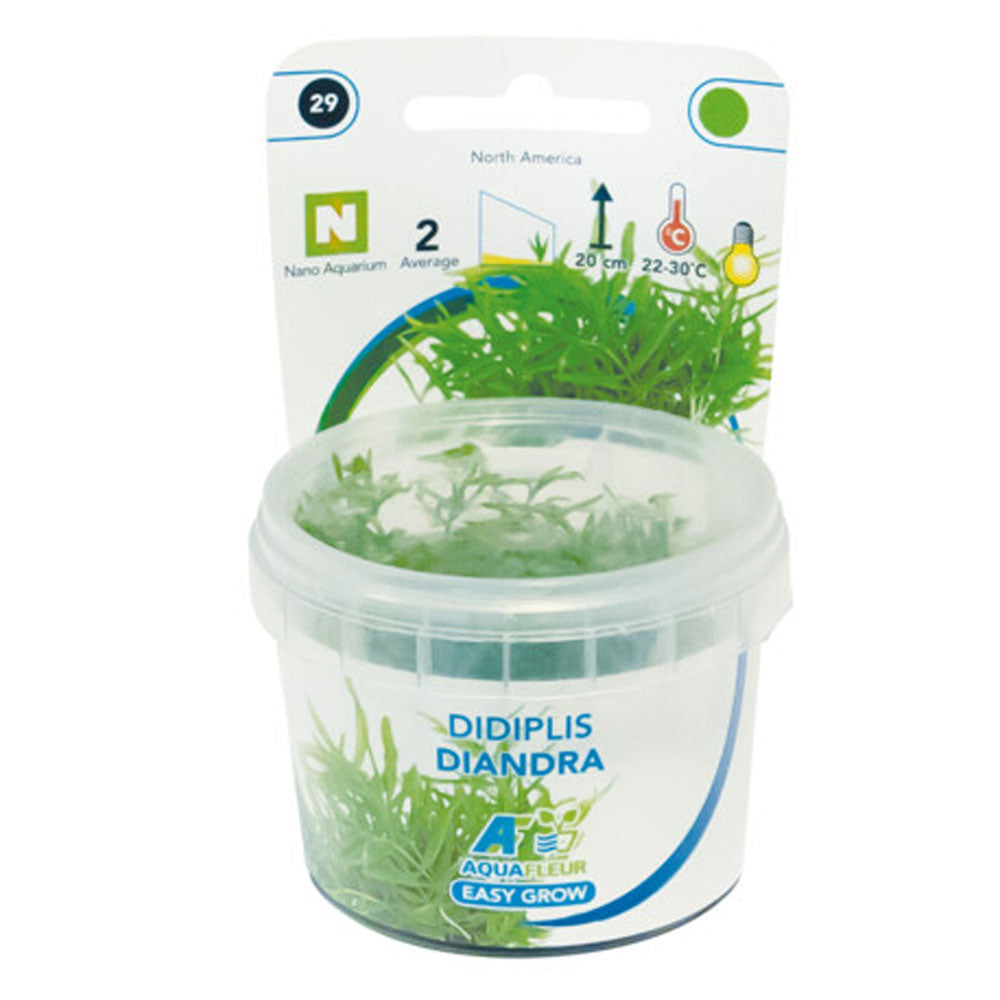 Easy Grow Didiplis Diandra