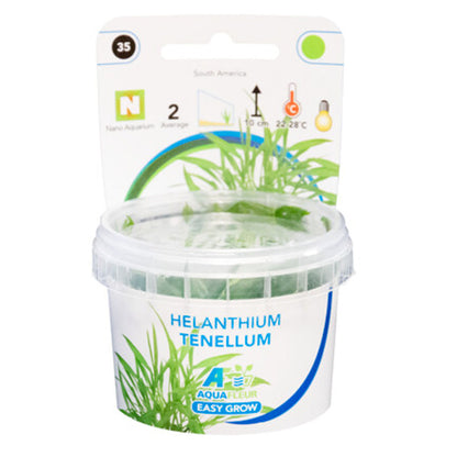 AquaFleur Easy Grow Helanthium Tenellum