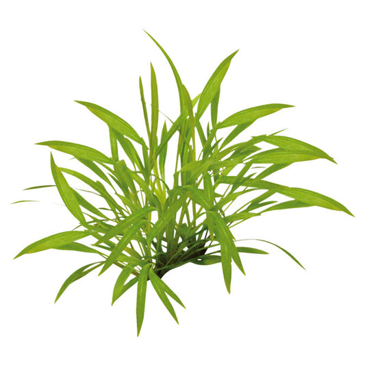 Easy Grow Helanthium Tenellum