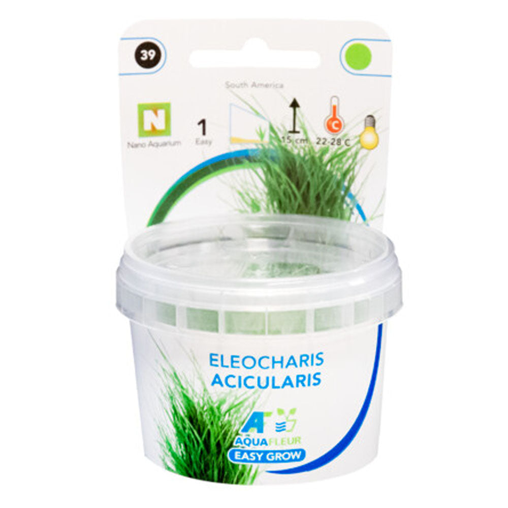 AquaFleur Easy Grow Eleocharis Acicularis