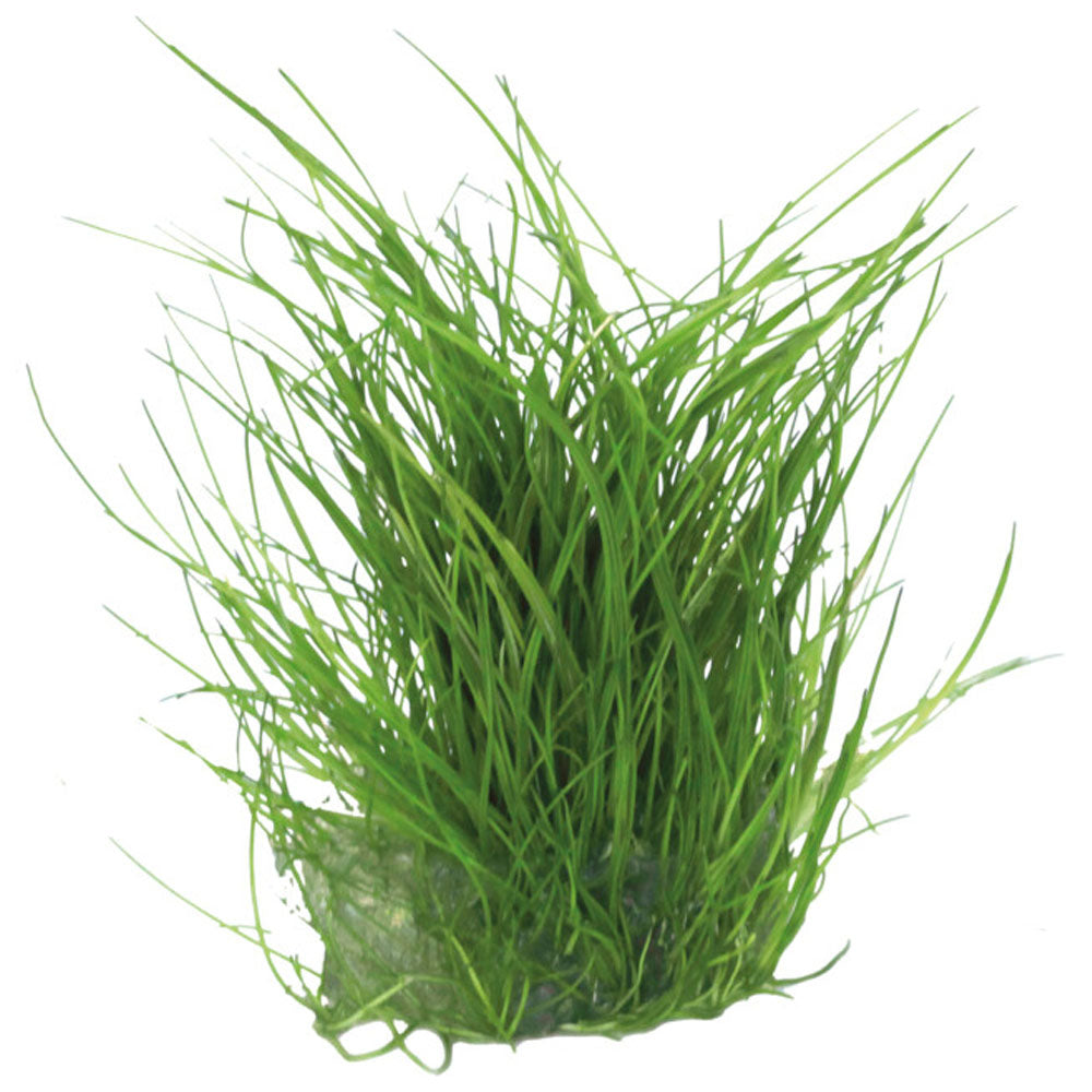 Easy Grow Eleocharis Acicularis