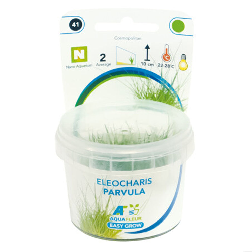 Easy Grow Eleocharis Parvula