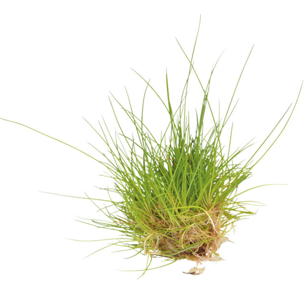 AquaFleur Easy Grow Eleocharis Parvula