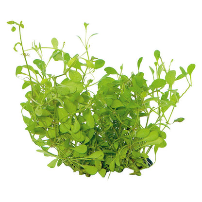 AquaFleur Easy Grow Glossostigma Elatinoides