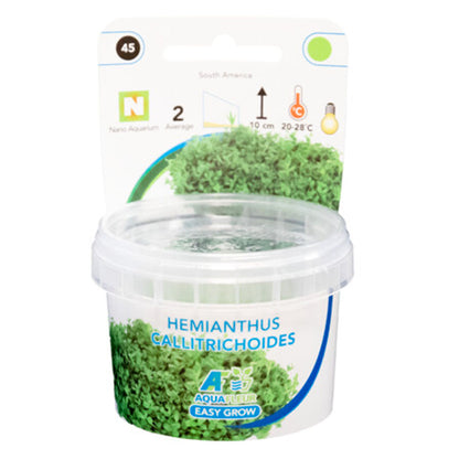 AquaFleur Easy Grow Hemianthus Callitrichoides