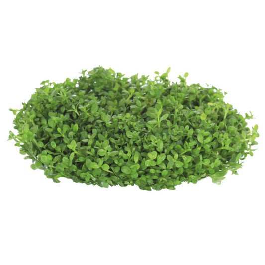 Easy Grow Hemianthus Callitrichoides