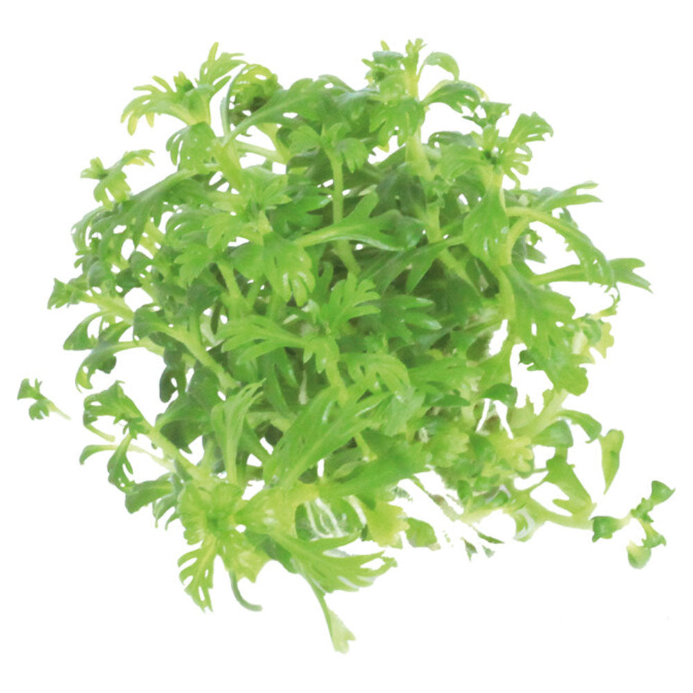 Easy Grow Hottonia Palustris