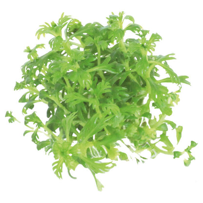 AquaFleur Easy Grow Hottonia Palustris