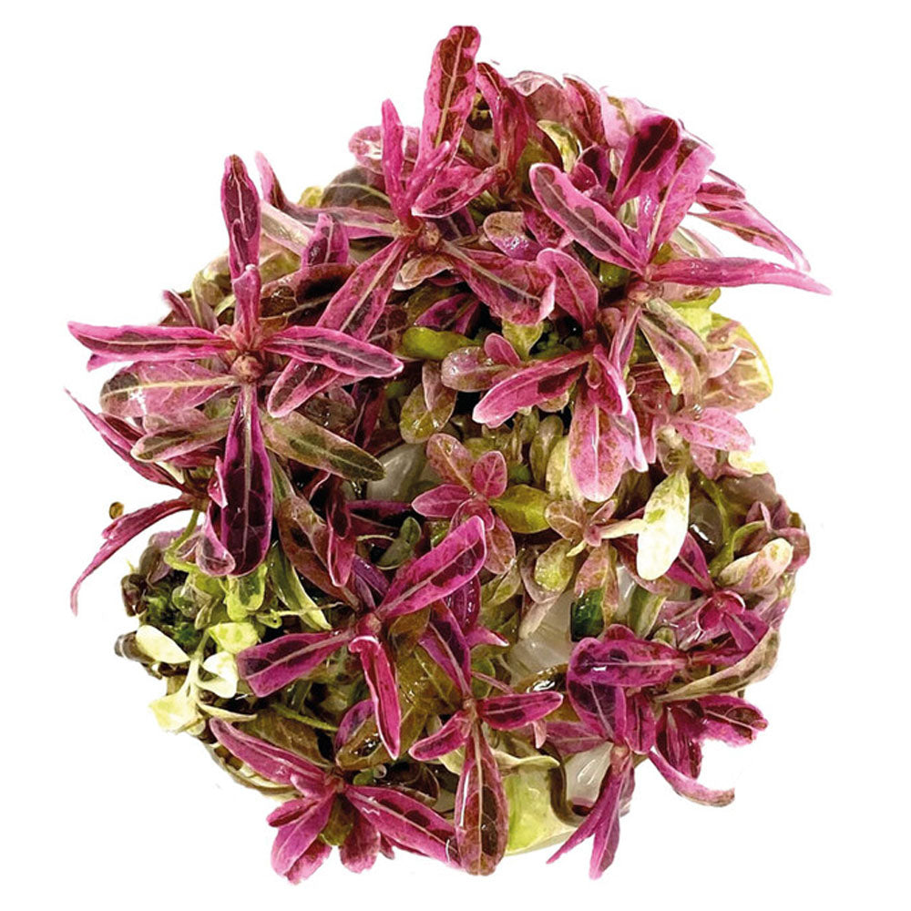 AquaFleur Easy Grow Hygrophila Lancea Chai