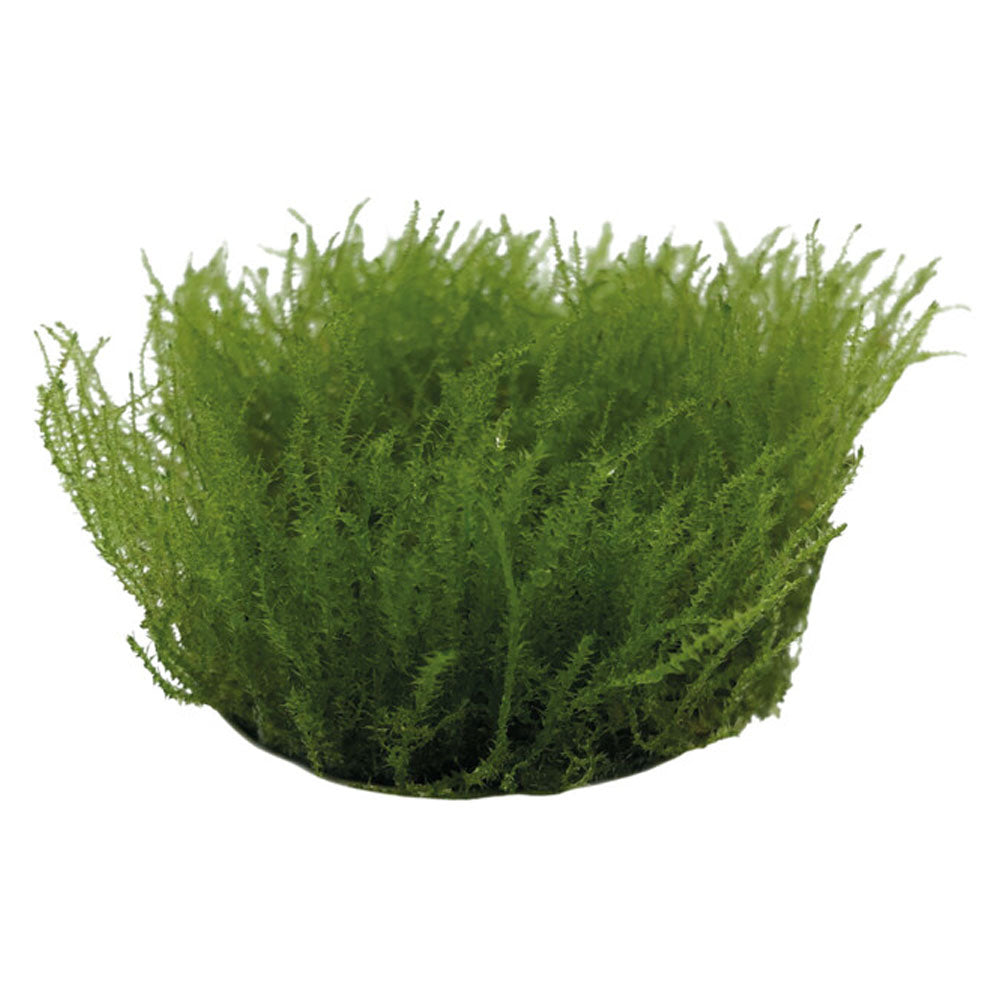 AquaFleur Easy Grow Leptodictyum Riparum