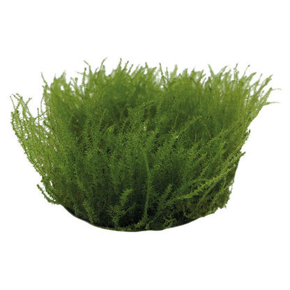 AquaFleur Easy Grow Leptodictyum Riparum