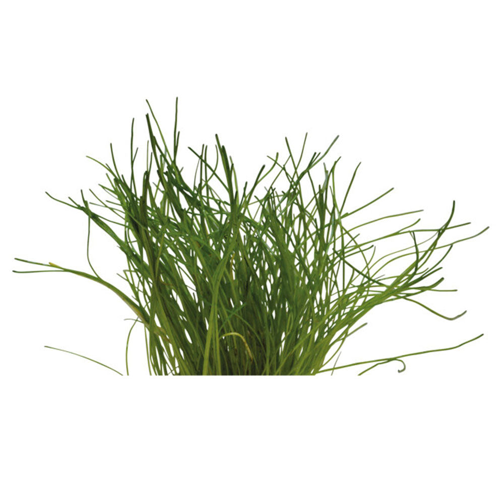 Easy Grow Lilaeopsis Mauritiana