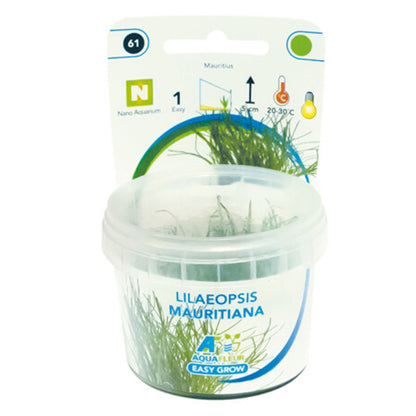 Easy Grow Lilaeopsis Mauritiana