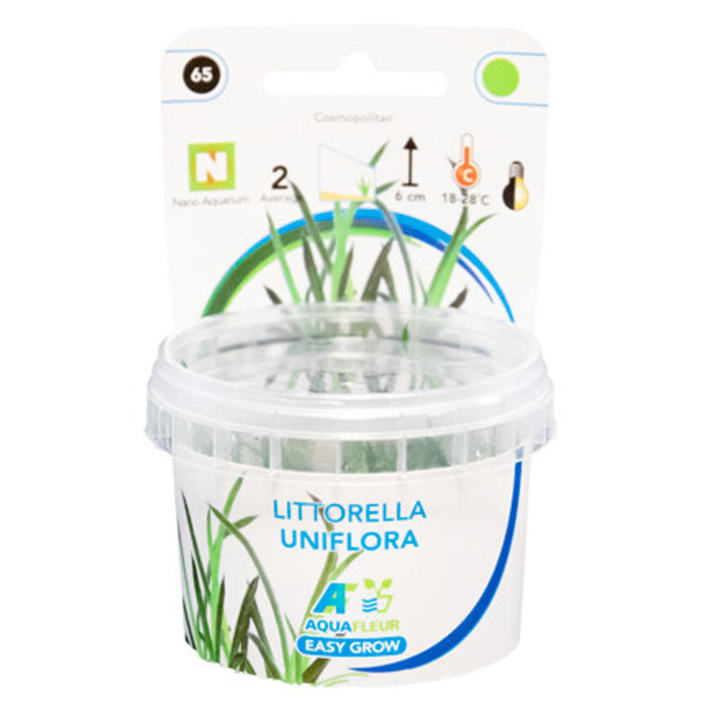 Easy Grow Littorella Uniflora