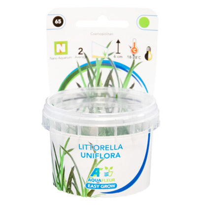 AquaFleur Easy Grow Littorella Uniflora