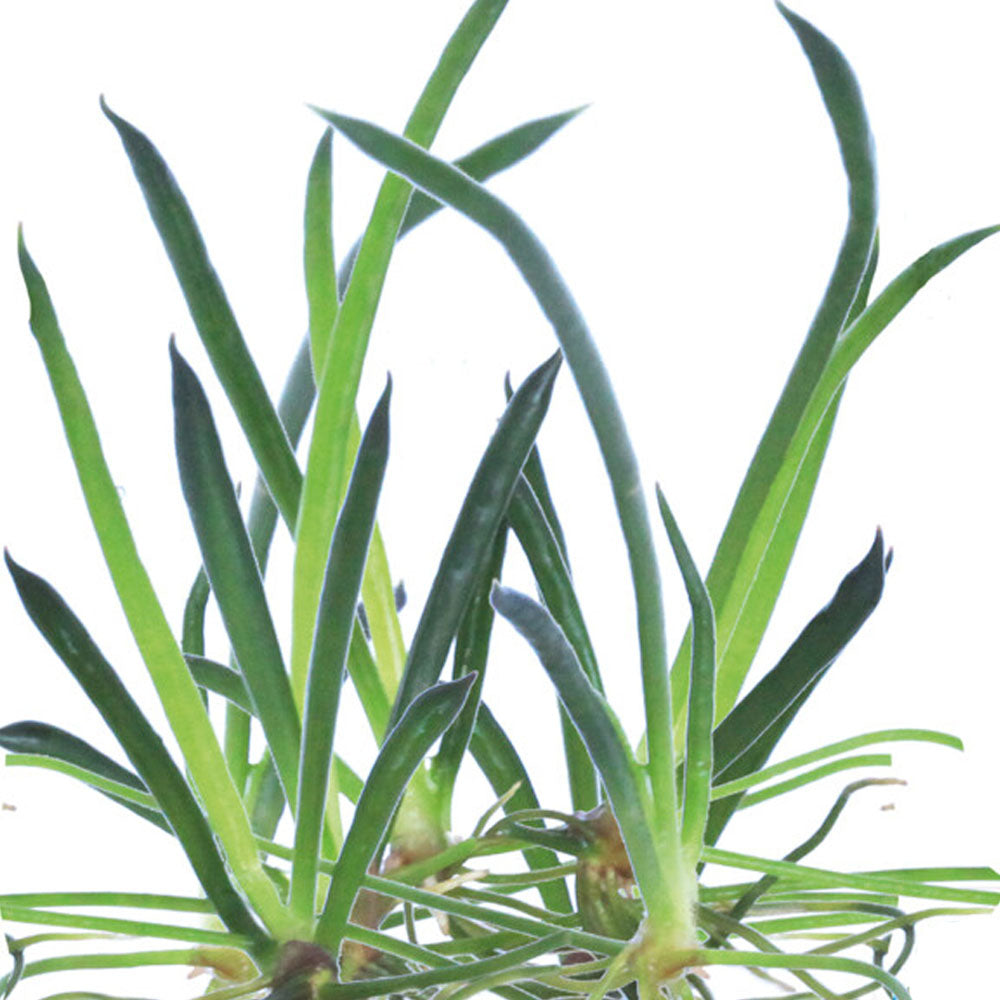 Easy Grow Littorella Uniflora