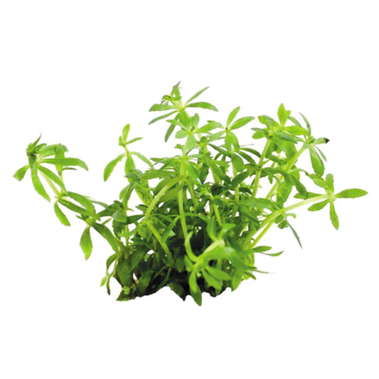 Easy Grow Limnophila Vietnam Mini