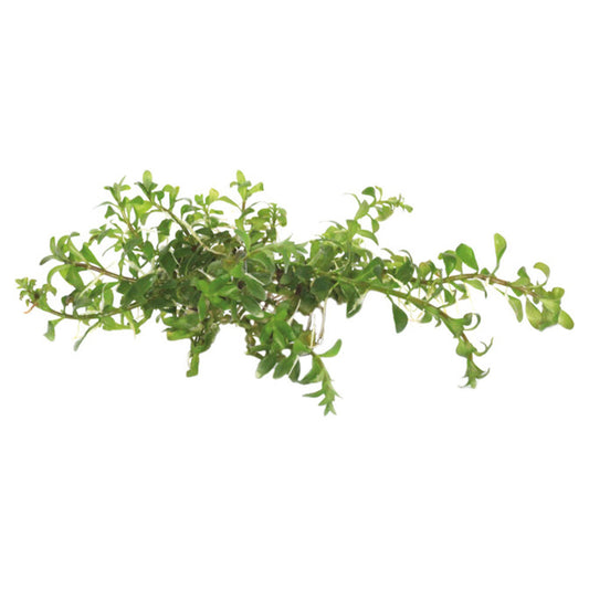Easy Grow Ludwigia Inclinata Cuba